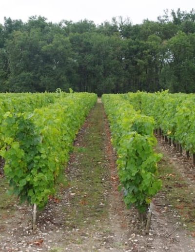 Contactez l'équipe du Château Mille Roses à Macau en Médoc 24 chateau mille roses decouvrez notre univers 6