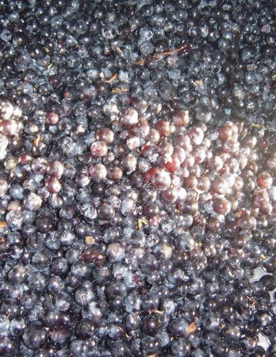 Les vins de Château Mille Roses 2 chateau mille roses 69