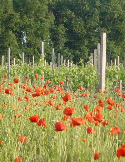 Contactez l'équipe du Château Mille Roses à Macau en Médoc 13 chateau mille roses 71